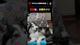 報酬は「お前のメシ」犬と猫の不思議な関係性