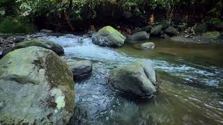 Autumn Stream | Embrace the Peace of a Changing Season | 10 Hours