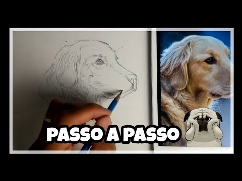 Vídeo: Como Desenhar Um Labrador