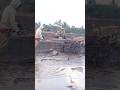 Traktor sawah banyuwangi #1843 #traktororang #farming #excavator #sawah #padi
