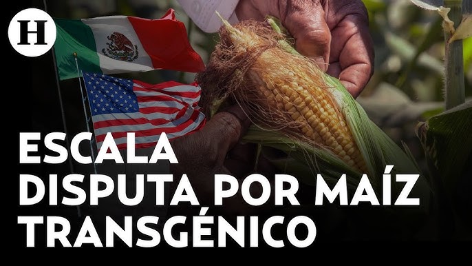 Los cultivos de maíz: un debate de maíz, kafir, y sorgos cultivado en los  Estados Unidos y Canadá. Maíz; el maíz Kafir; sorgo. BBOOM-COEN 339 corte.  El trillador, quita todas las