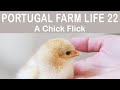 Portugal Farm Life - 22 - A Chick Flick