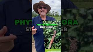 Red Crown Rot: A Spreading Threat in Midwest Crops #shorts