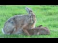 Mother hare feeding her baby leveret in our garden in dorset