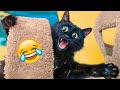 Funny Cats And Dogs Videos - Funniest Animal Videos 2021 🤣