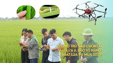 Phòng Trừ Sâu Cuốn Lá Nhỏ Lứa 6, Bảo Vệ Năng Suất Lúa Vụ Mùa 2025 | Trung tâm Khuyến nông Hải Phòng