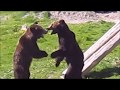 Разборки медведей