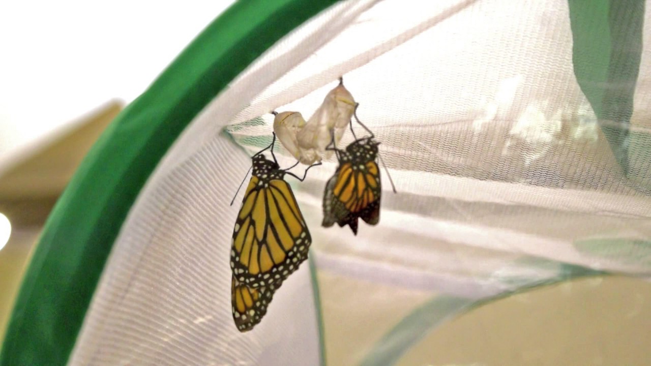 Monarch Butterfly Hatching Time Lapse YouTube
