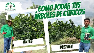 Como realizar la poda de tus árboles de cítricos. ? ????