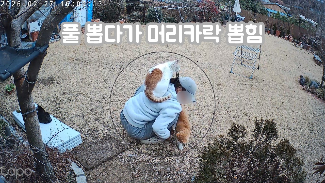 [#] 마당고양이ㅣ봄이 오고 있음을 알려주는 봄 손님들ㅣ👨‍🎓🌱🐱