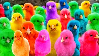 Catch Cute Chickens, Colorful Chickens, Rainbow Chicken, Rabbits, Cute Cats, Ducks, Animals Cute96
