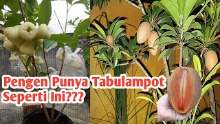 Tabulampot Solusi Lahan Terbatas. Ini Rekomendasi Jenis Tanamannya.