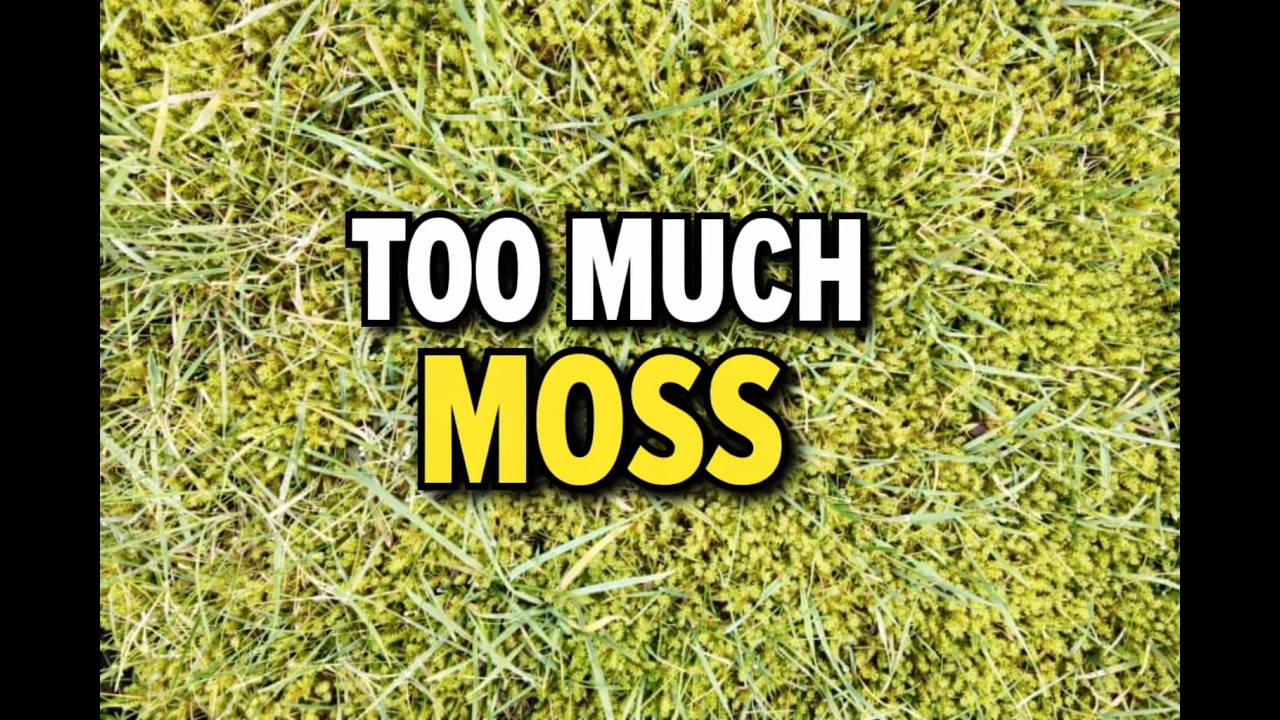 Scarifying And Aerating This Moss-Riddled Lawn