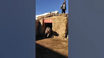 كلب كنجال تركي Kangal Dog 