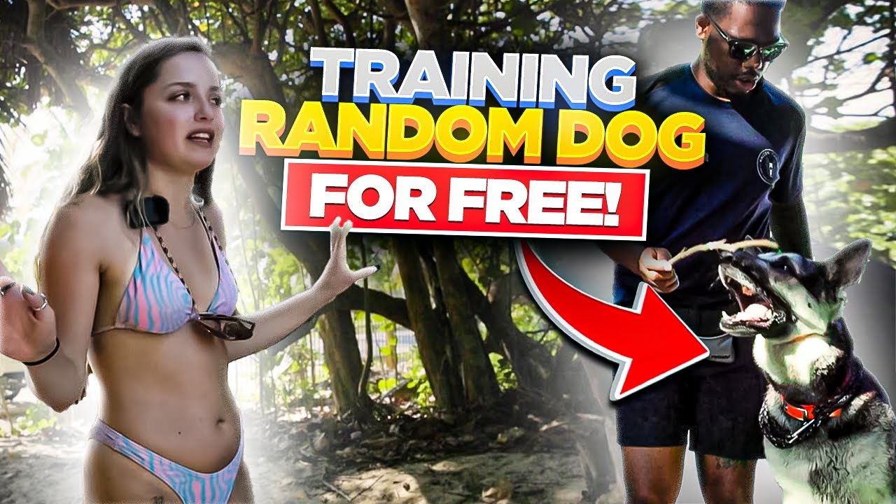 How To Train German Shepherd | Free Pro Dog Training GIVEAWAY | Miami Beach Dog Training
