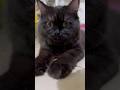 I'm not cute anymore 😸 #cat #cats #cute #shortvideo #funny #shorts #fyp #pets #pets