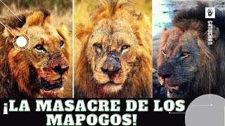 ESTOS LEONES INICIARON UNA ERA DE HORROR / LOS MAPOGOS RESUMEN / HISTORIA -  YouTube