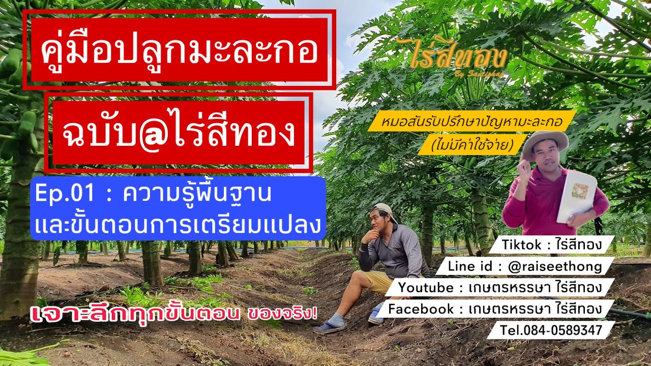 คู่มือปลูกมะละกอฉบับไร่สีทอง Ep.01 |ความรู้พื้นฐานและการเตรียมแปลง |เจาะลึกทุกขั้นตอน! ของจริง