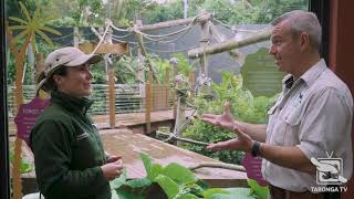 Ring-tailed Lemur Keeper Talk at Taronga Zoo Sydney