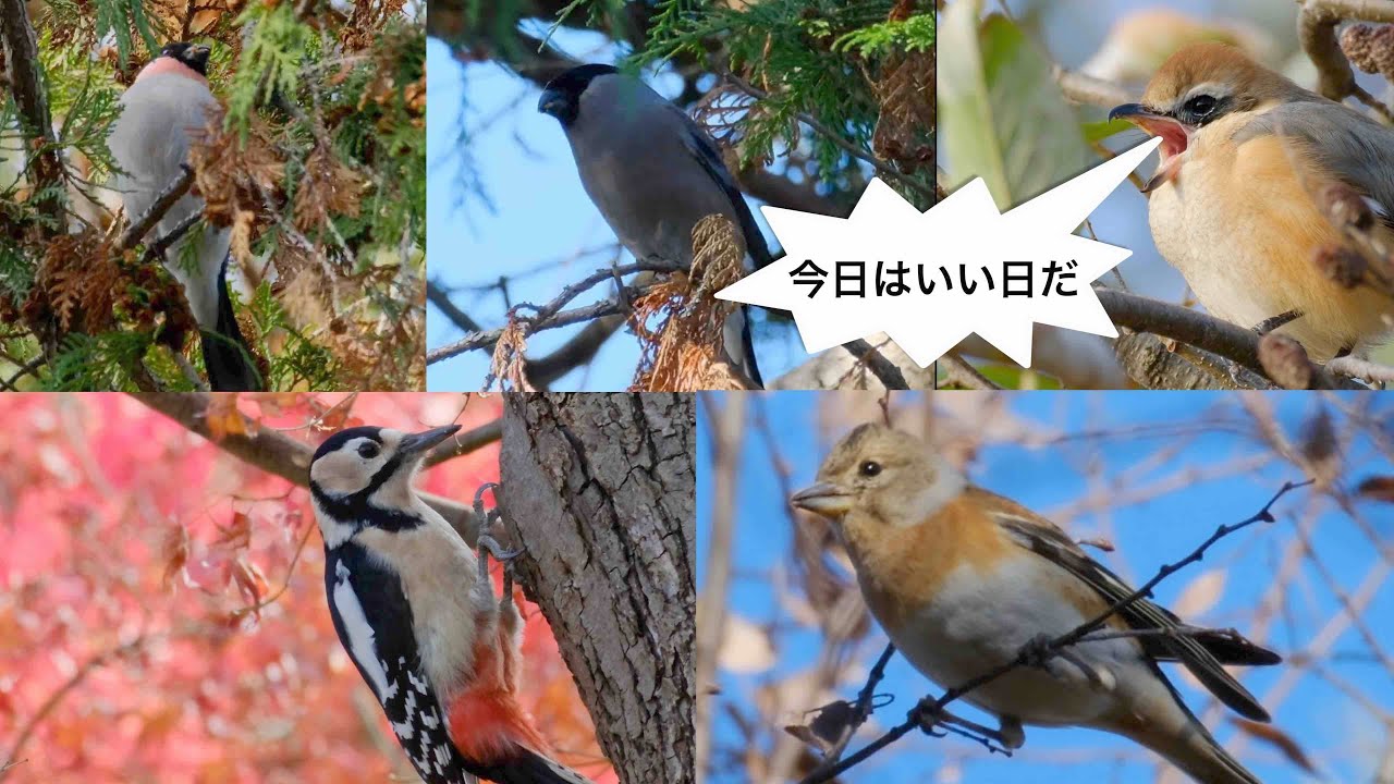 12月18日 水元公園でウソを見た 他10種探鳥