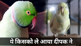 Talking parrot mitthuwa meet with Love birds 😍