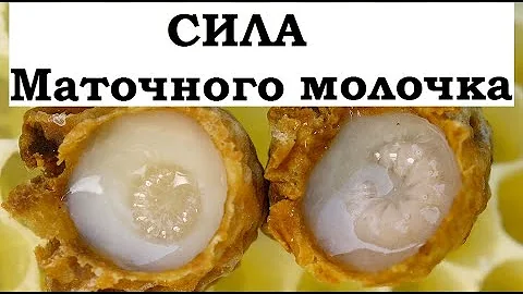 Что будет если есть Маточное молочко каждый день. Научные данные.