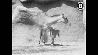 Scenes from the San Diego Zoo in summer 1965