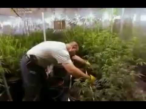 Внутреннее дело  Марихуана   National Geographic  Inside  Marijuana 0 47 32