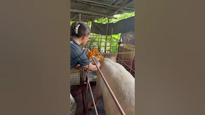 pagkatapos manganak inject ng antibiotic #pig #pigfeed #animals #pigfarming #farming #pigs #swine
