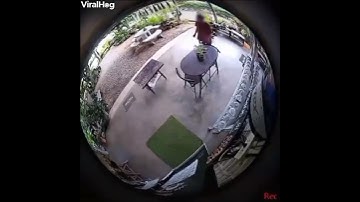 Watch: Sudden Snake Attack Sends Man Running