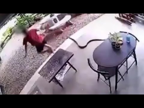 Watch: Sudden Snake Attack Sends Man Running