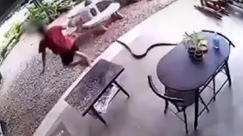 Watch: Sudden Snake Attack Sends Man Running