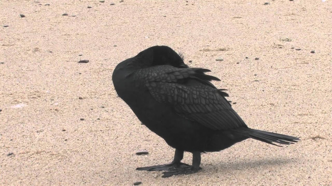 Cormorant asleep at Cape Cod YouTube
