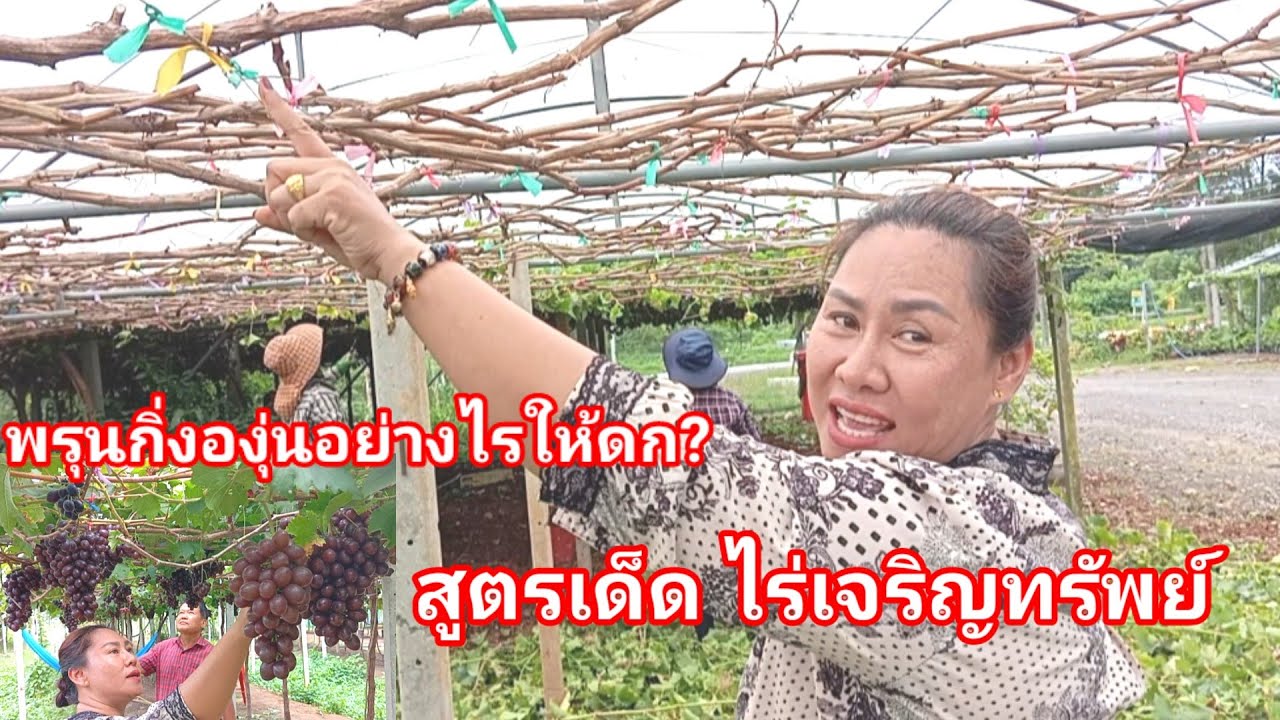 พรุนองุ่นให้ดกพอดี ผลผลิตได้คุณภาพ แบบฉบับไร่เจริญทรัพย์วังน้ำเขียว เพิ่มเติม 0856394934 พี่ปุ้ย