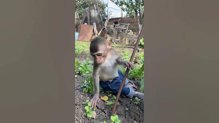 This little monkey is a real super star😂 #shorts - DayDayNews