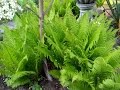 ПАПОРОТНИК В САДУ - ПОСАДКА, ВЫРАЩИВАНИЕ, УХОД, РАЗМНОЖЕНИЕ/ Ferns - planting, cultivation