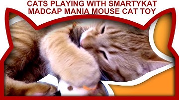 Cats Playing with SmartyKat MADCAP MANIA Mouse cat toy