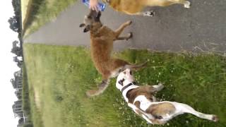 Nina,Pfaff En Servé