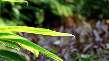 Promote Control Video Rack Focus Example