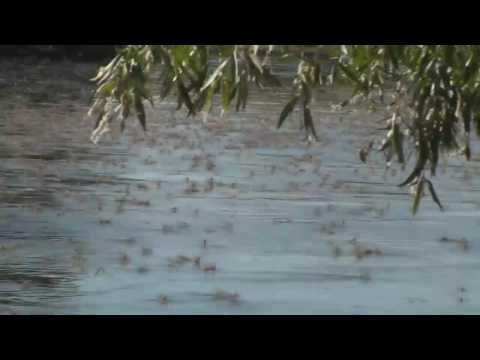 Mayfly swarming - Wild Wonders of Europe