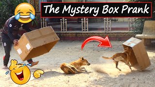 Big Mystery Box Prank Vs Real Dog With Surprise Scared Reaction _ Must Watch New Funny Prank Video by Prank Animals 4,396 views 3 years ago 2 minutes, 48 seconds