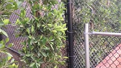 Black Vinyl Coated Chain Link Fence, Santa Monica, Gate, Los Angeles