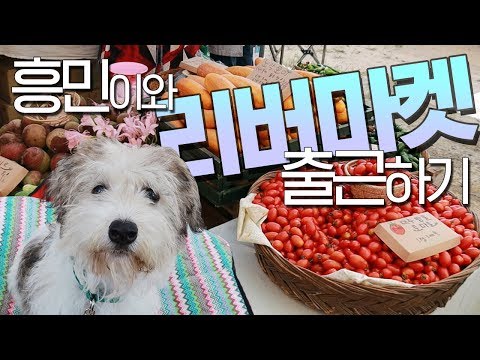 강아지와 같이 출근하기 | 리버마켓(플리마켓) 셀러 브이로그