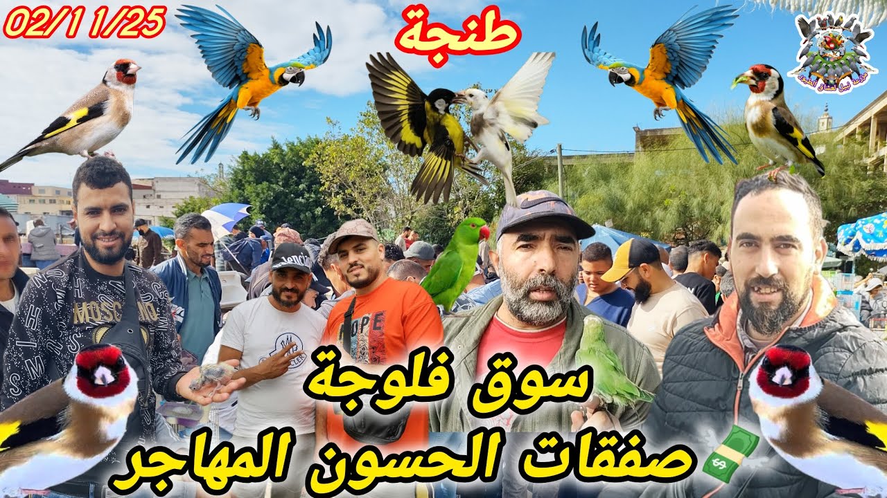 سرّ كنز طنجة فلوجة أرخص الحسون في العالم صفقة الموسم التي لم يرها أحد (سعر لا يُصدق 🤯)