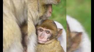 Azərbaycan.i̇mişli.4-Cü Qrupun Makaka Meymunları Videotəqdimatı