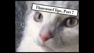 Thurston Clips #7 (Diet Shrimpcomp Edit) by Thurston Waffles 29,700 views 4 years ago 5 minutes, 4 seconds