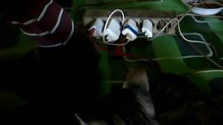 Download Lagu kucing mau tidur di ketek MP3