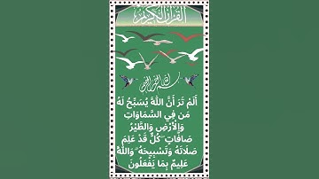 #تلاوة خاشعة لسورة النور الآية 41 من المصحف الشريف         💐💐💐