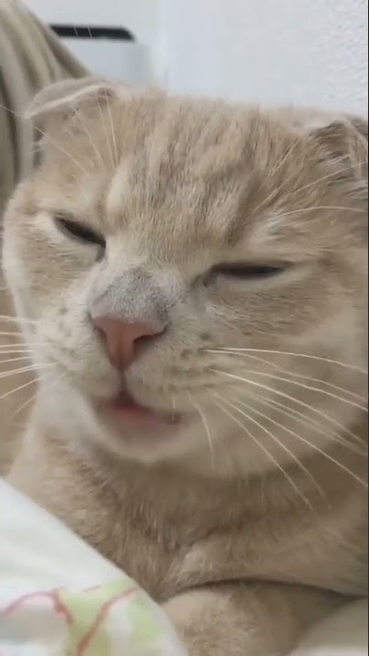 nyum nyum nyum 😂 | happy cat song | funny video | cat video #shorts