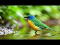 ?? LIVE: Calm Piano with Spring Bird Sounds ??? Focus Music for Concentration